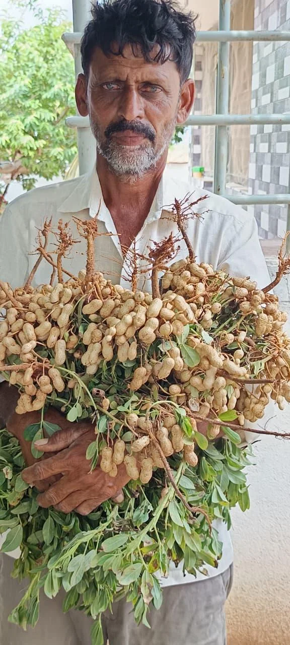 Freshly harvested groundnuts